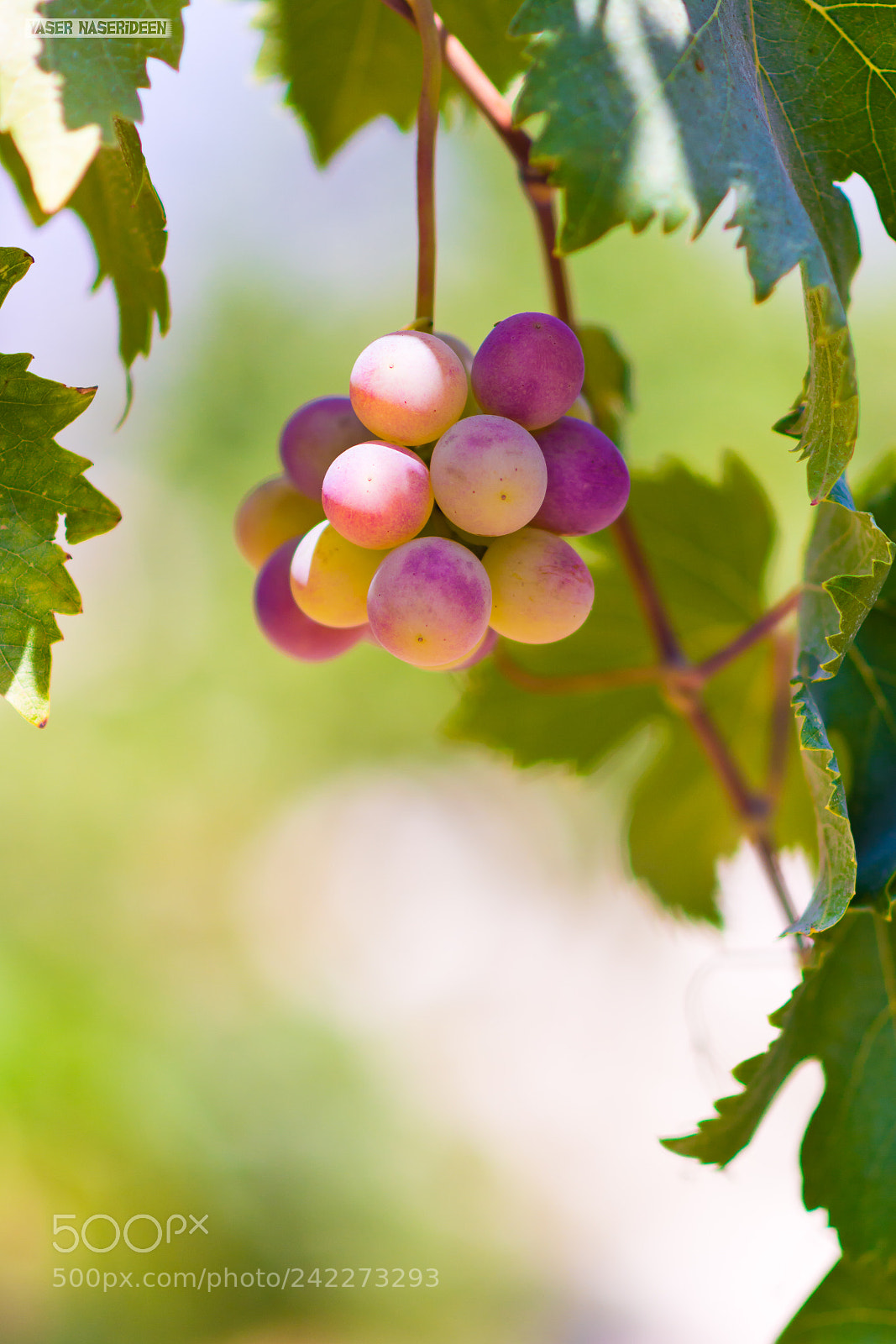 Nikon D7100 sample photo. Grape photography