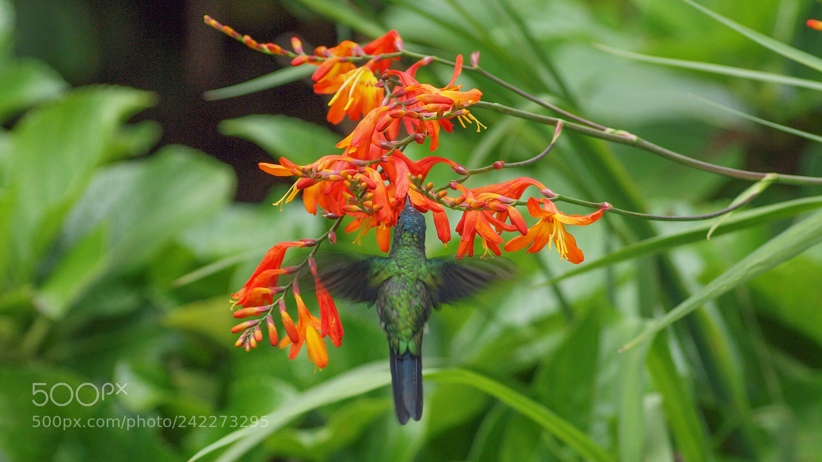 Olympus E-620 (EVOLT E-620) sample photo. Itatiaia flyer photography