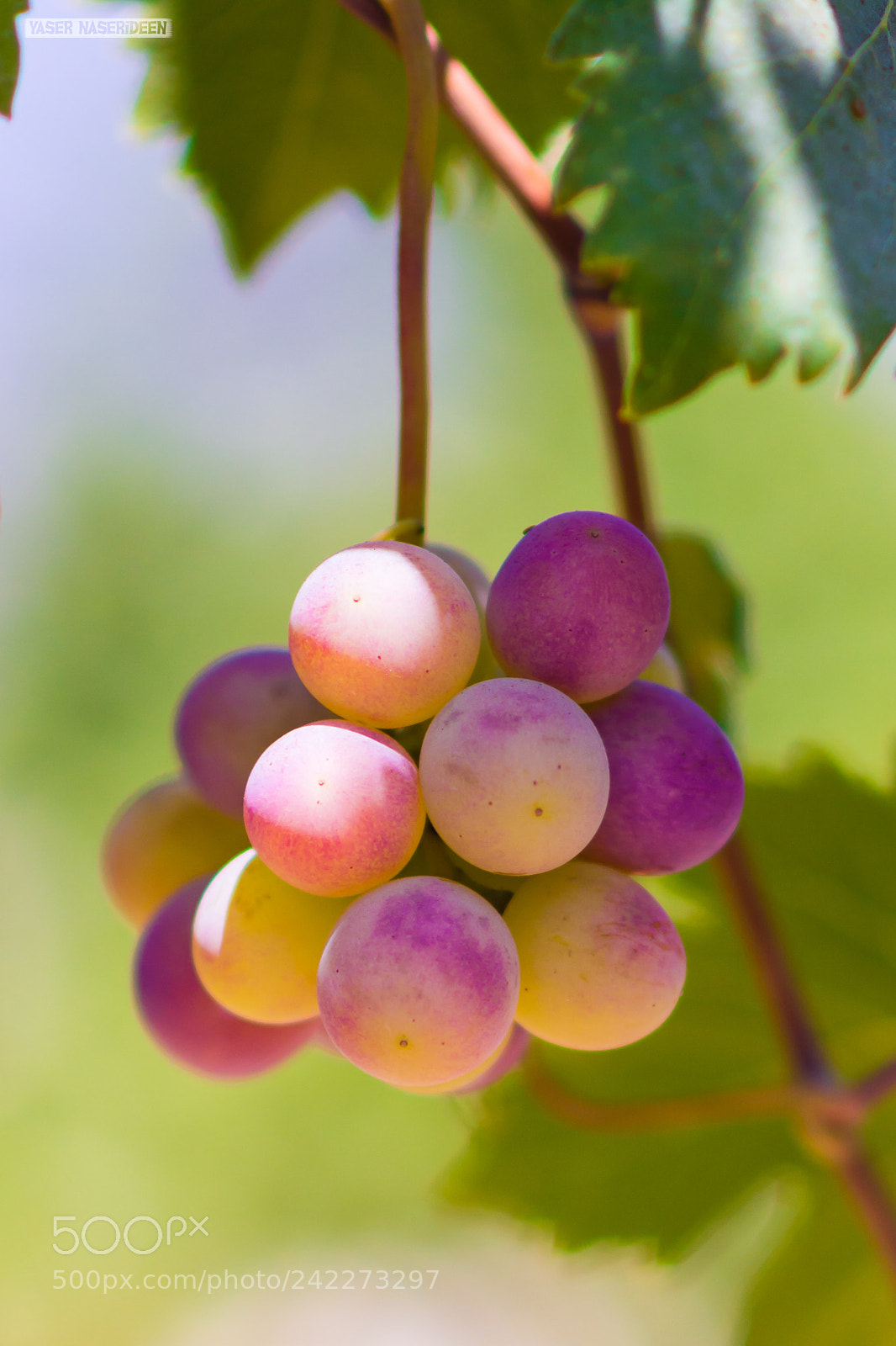 Nikon D7100 sample photo. Grape photography