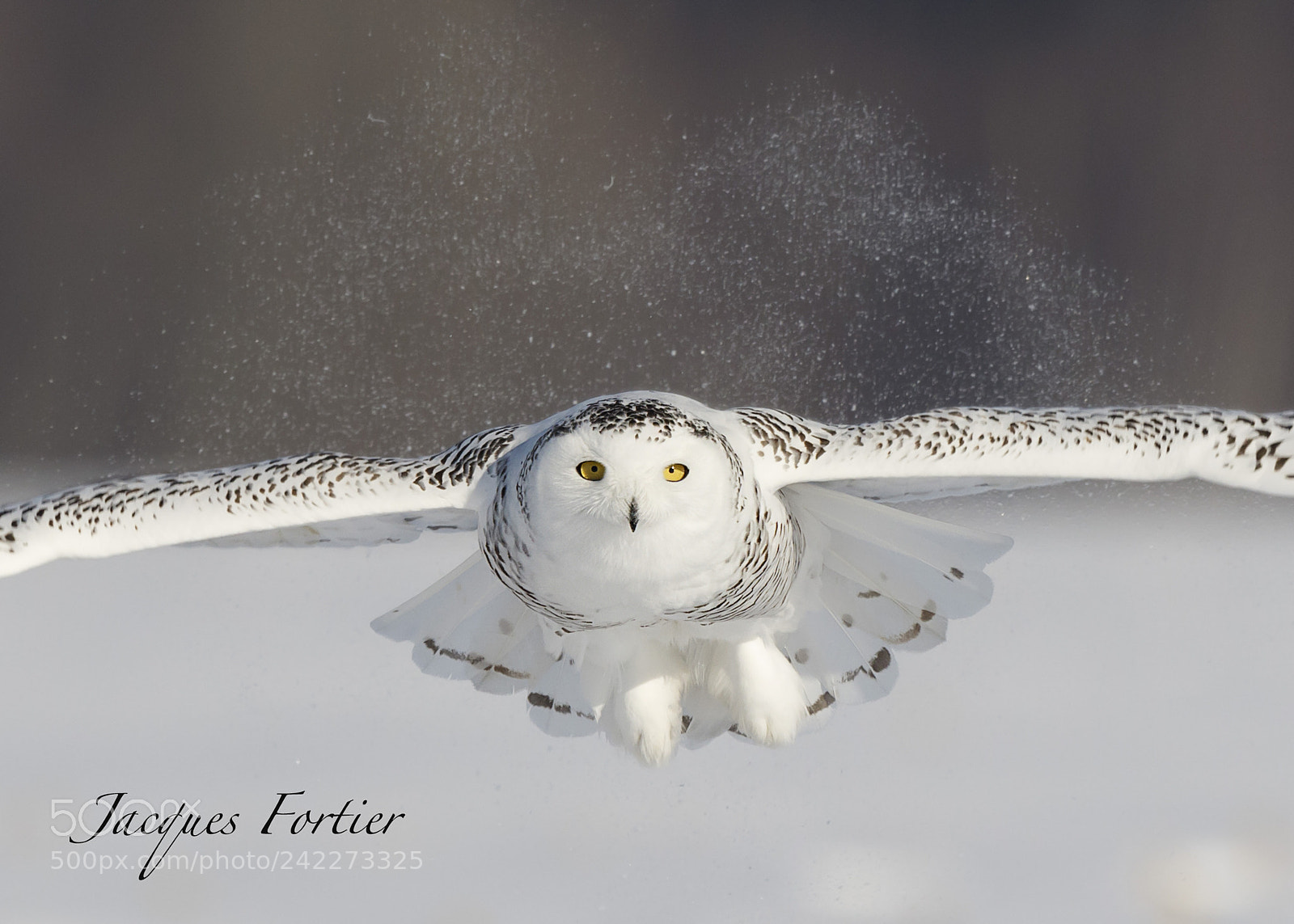 Canon EOS 7D Mark II sample photo. Snow owl photography