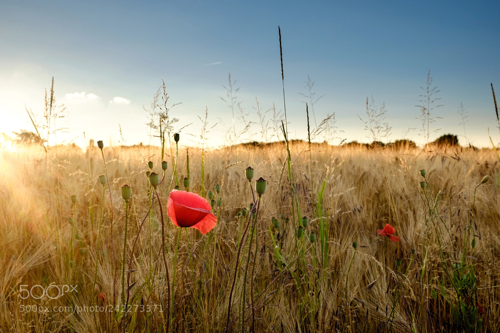 Fujifilm X-E2 sample photo. Sommer photography