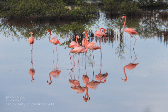 Canon EOS 600D (Rebel EOS T3i / EOS Kiss X5) sample photo. Aves, chicxulub - 01 photography