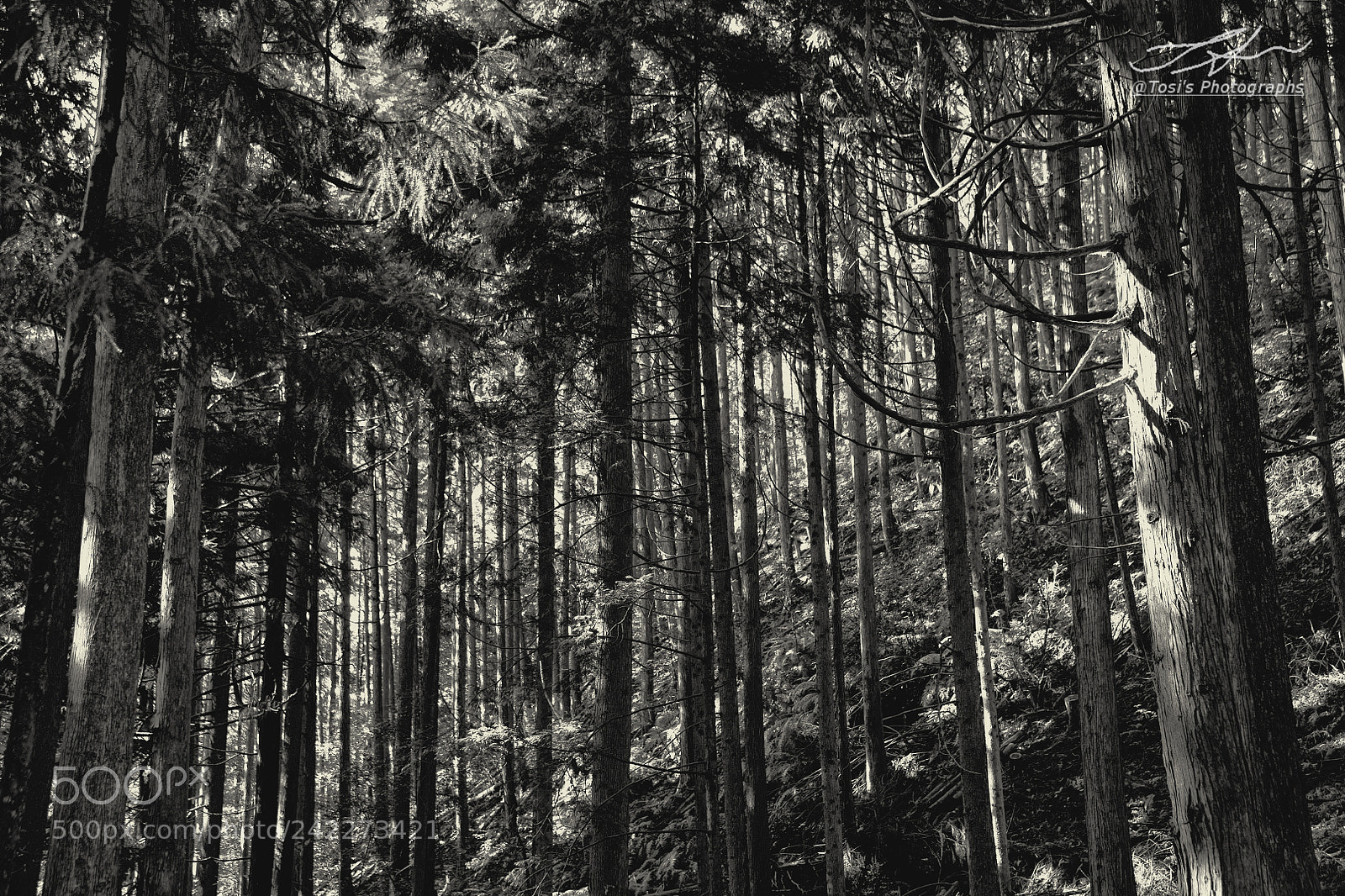 Nikon D850 sample photo. In the forest　杜の中 photography