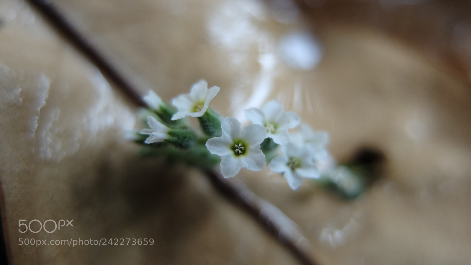 Fujifilm X20 sample photo. Spring photography
