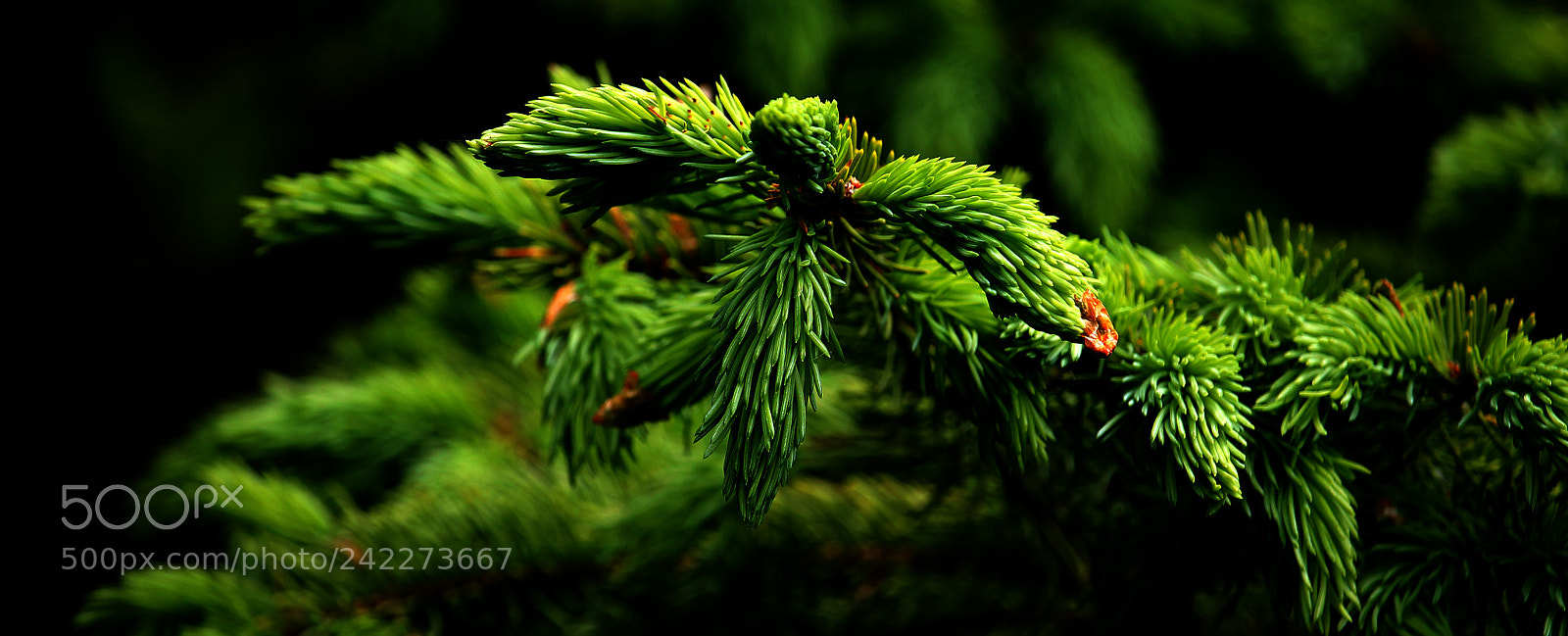 Canon EOS 1100D (EOS Rebel T3 / EOS Kiss X50) sample photo. Evergreen photography