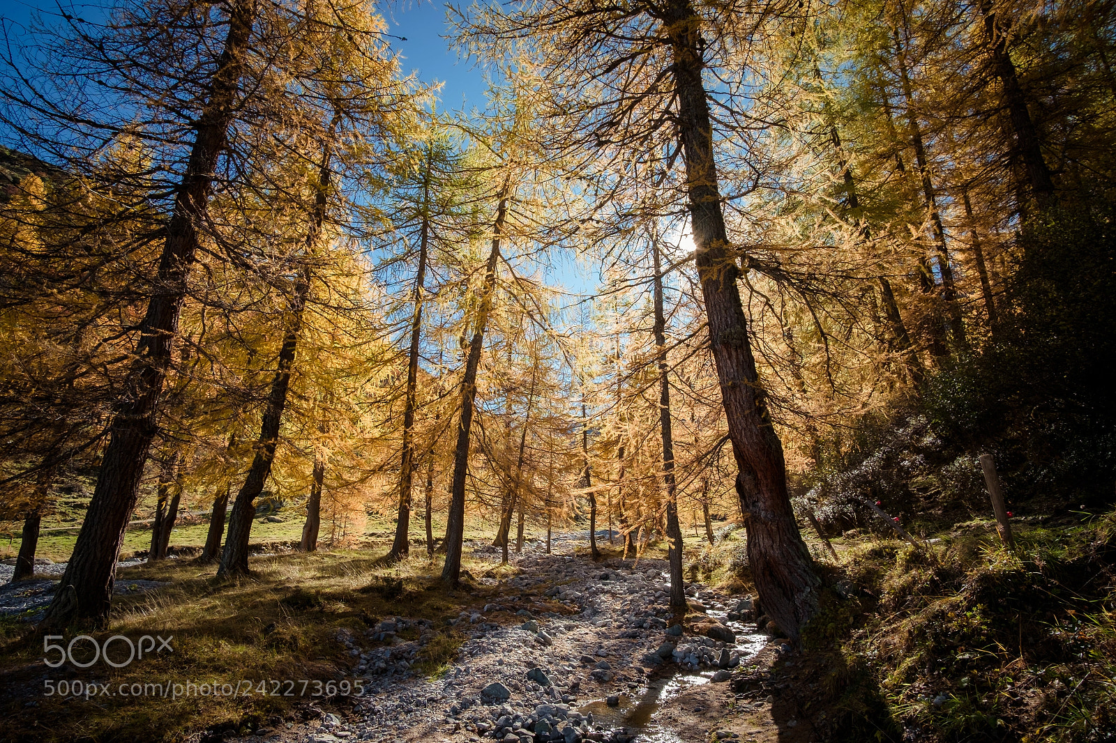 Fujifilm X-M1 sample photo. Herbst photography