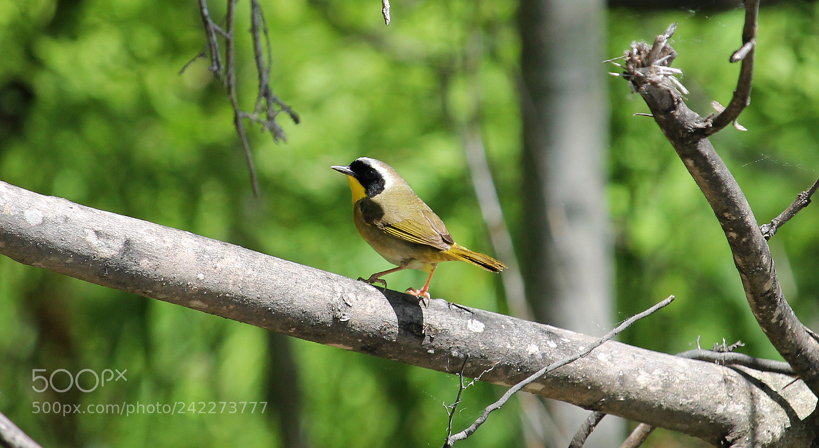 Canon EOS 1100D (EOS Rebel T3 / EOS Kiss X50) sample photo. Warbler photography