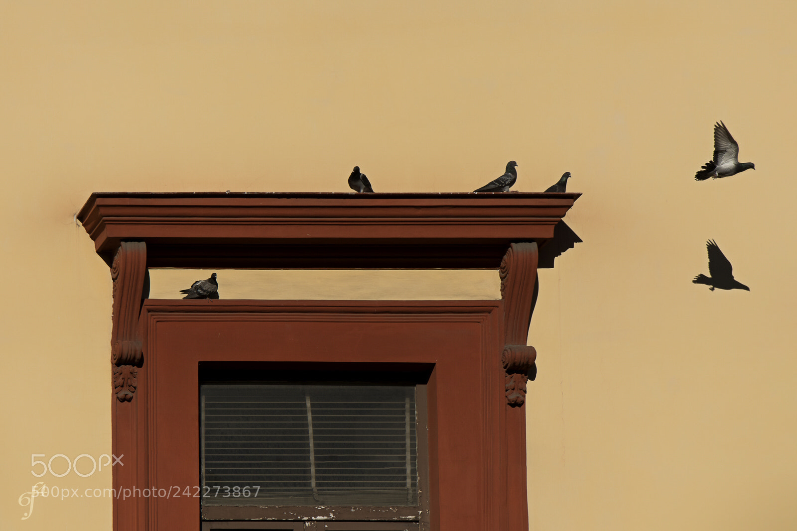 Canon EOS M5 sample photo. Neoclassic pigeons photography