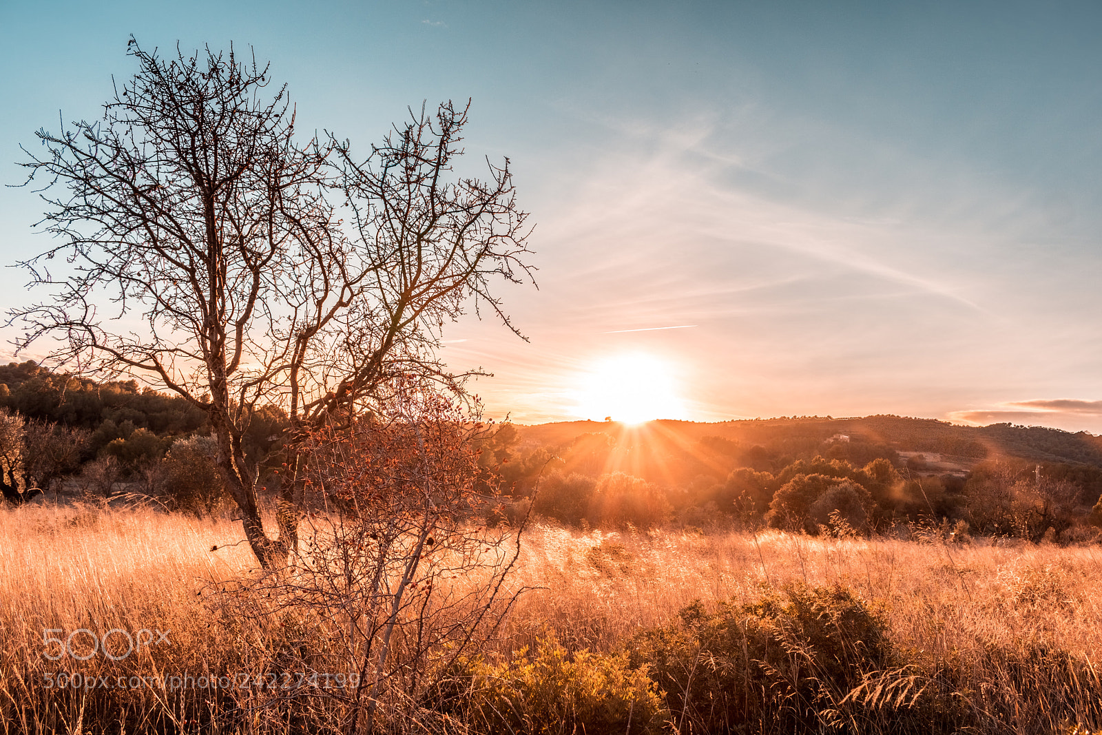Canon EOS 750D (EOS Rebel T6i / EOS Kiss X8i) sample photo. Tree at sunset photography