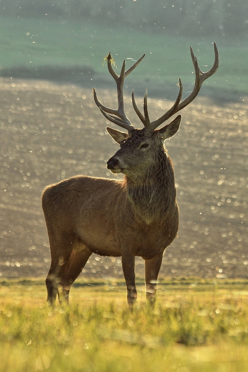 Canon EF 70-300mm F4-5.6 IS USM sample photo. Deer photography