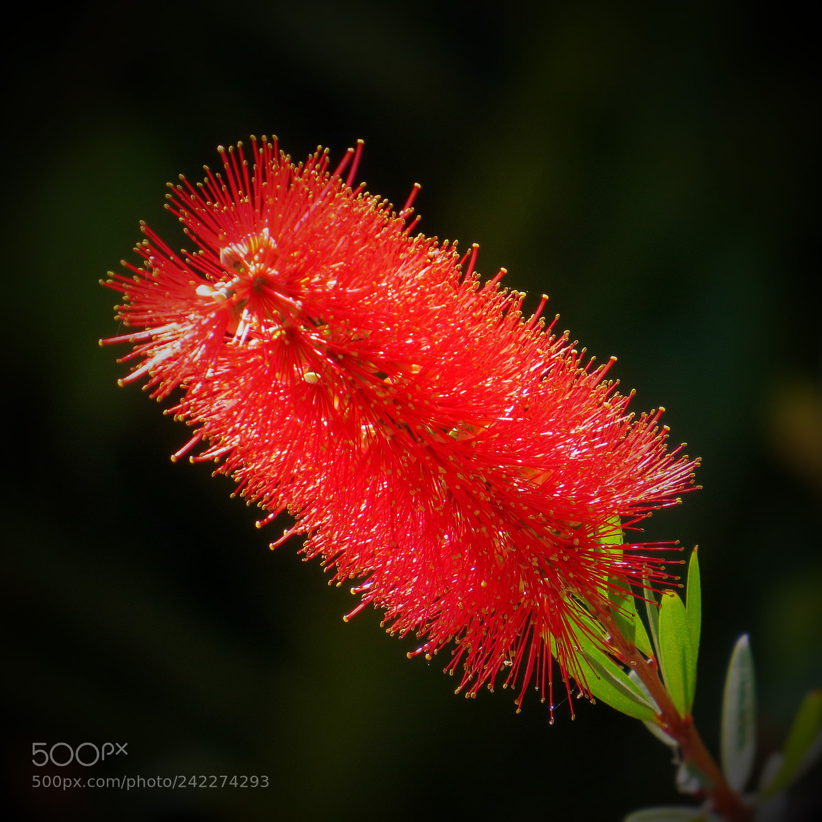 Canon PowerShot SX50 HS sample photo. Bottlebrush flower (callistemon) photography