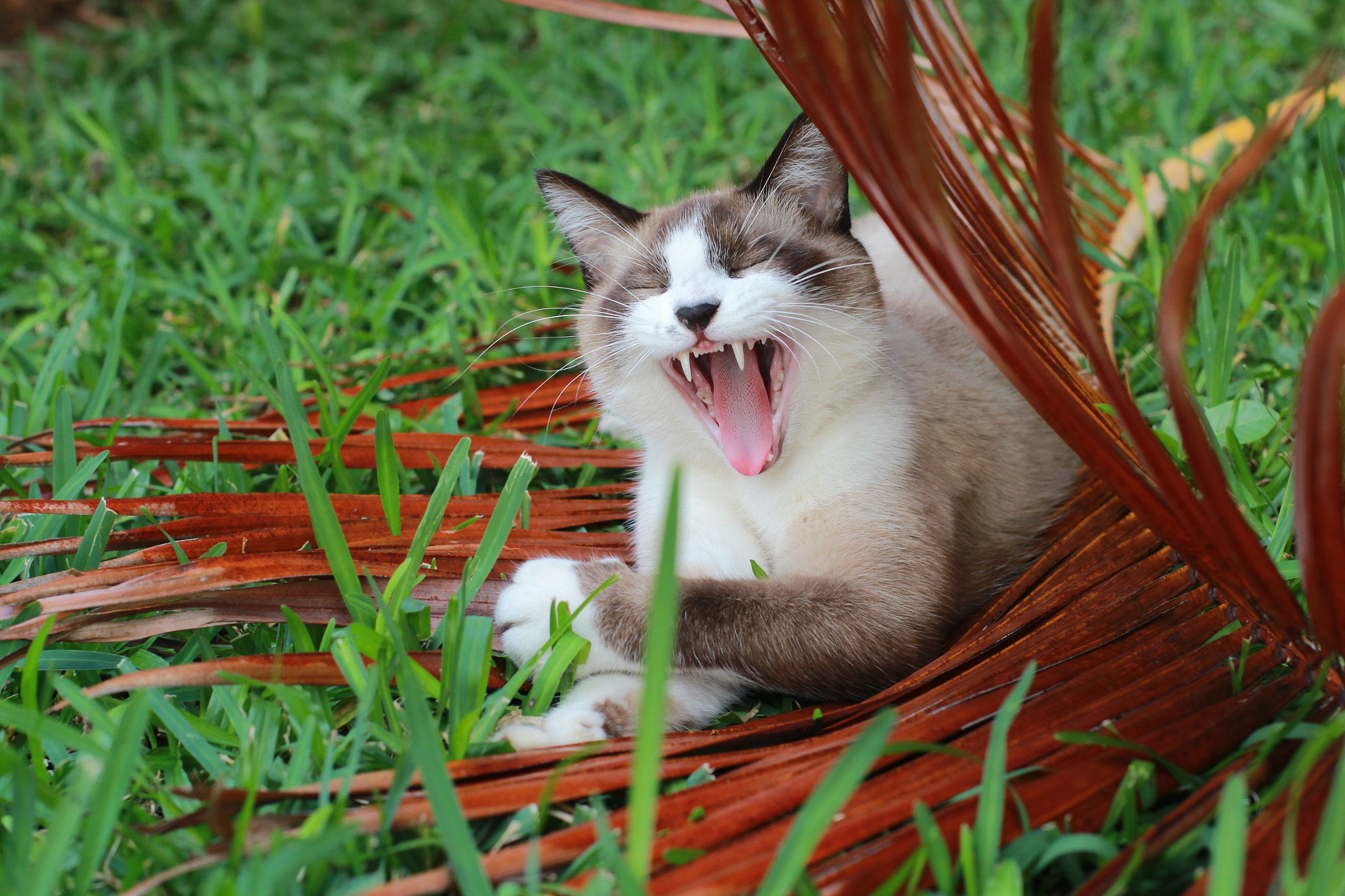 Canon EF 50mm F1.4 USM sample photo. Pepino el gato photography