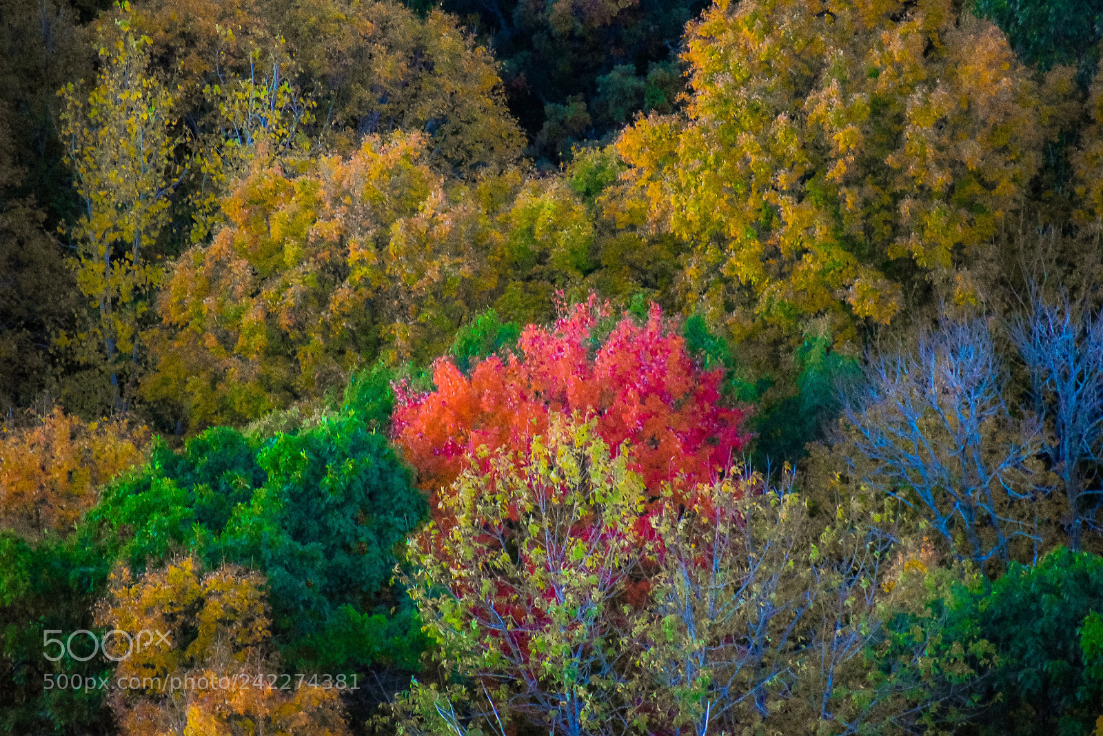 Nikon D5500 sample photo. Single red tree photography