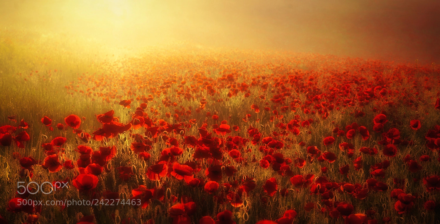 Sony Alpha DSLR-A900 sample photo. Dawn red photography
