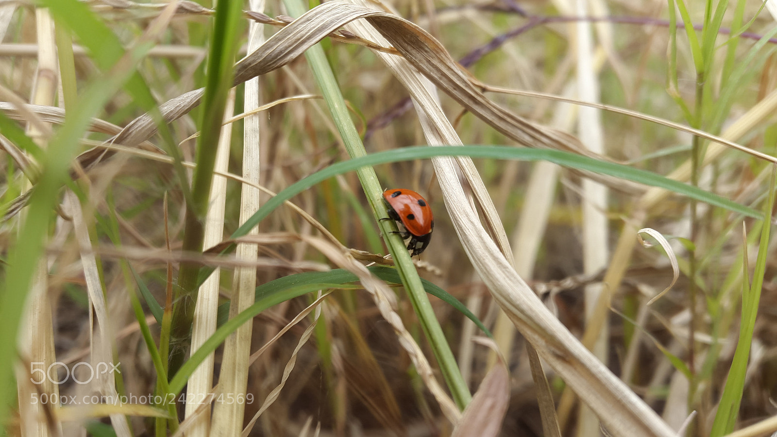 Samsung Galaxy S5 sample photo. Lady bird at winter photography