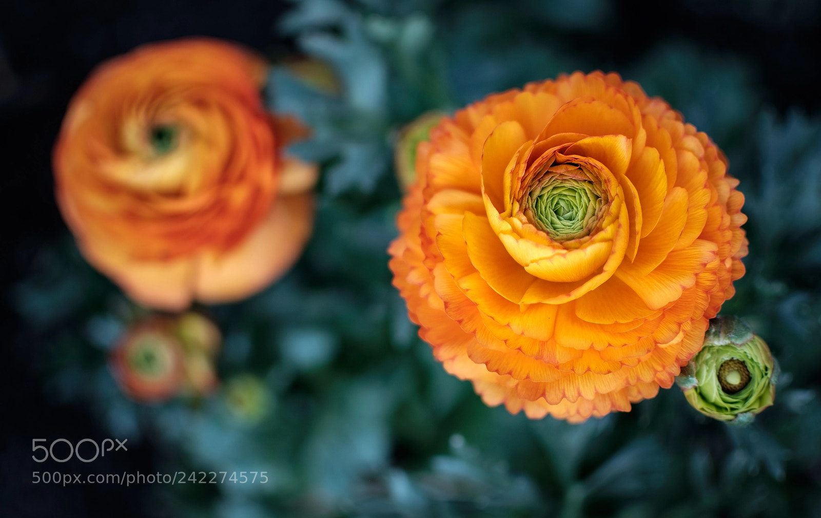 Fujifilm X-E2 sample photo. ~ photography