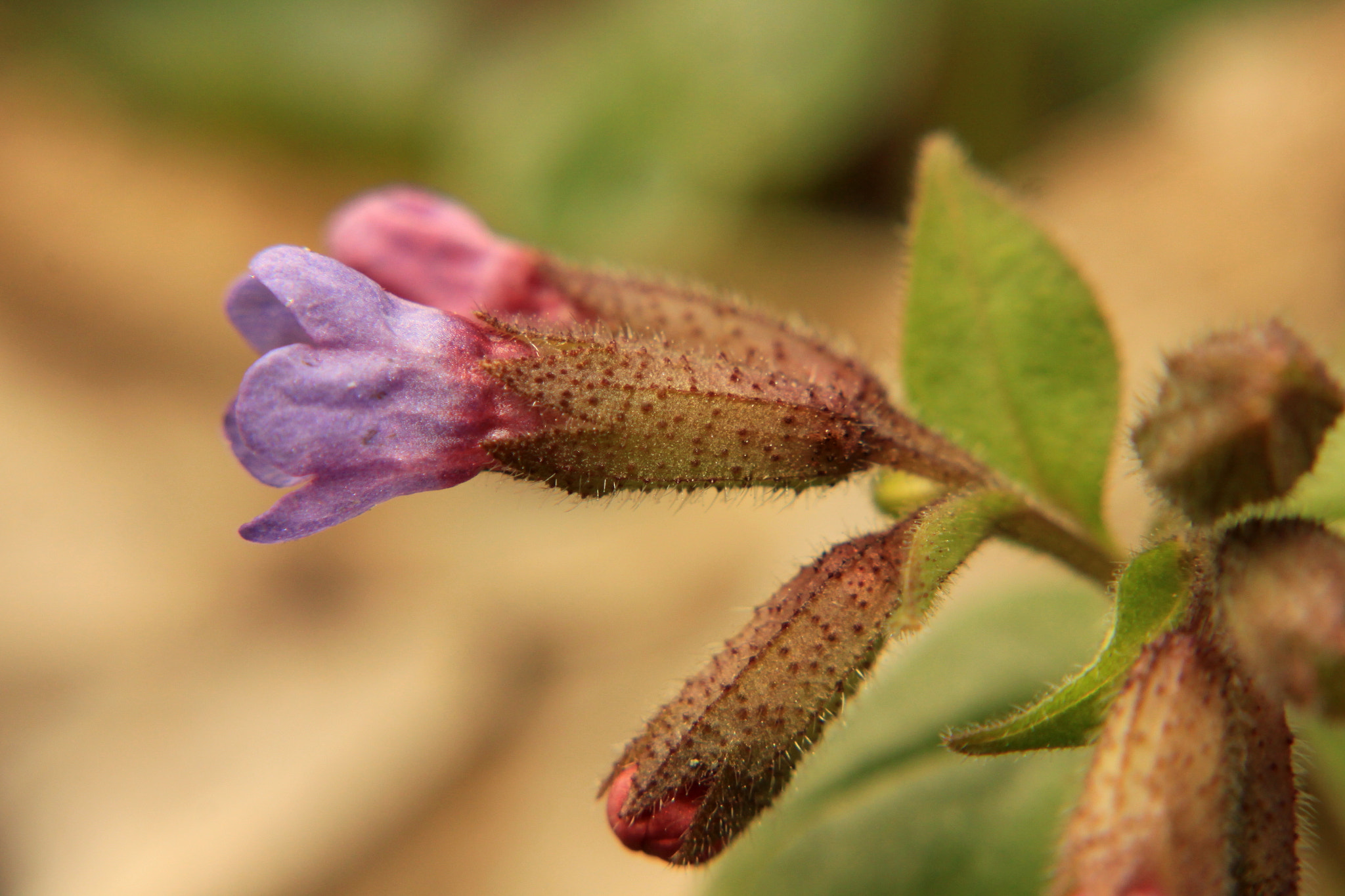 Canon EF 100mm F2.8 Macro USM sample photo. Messenger of spring photography