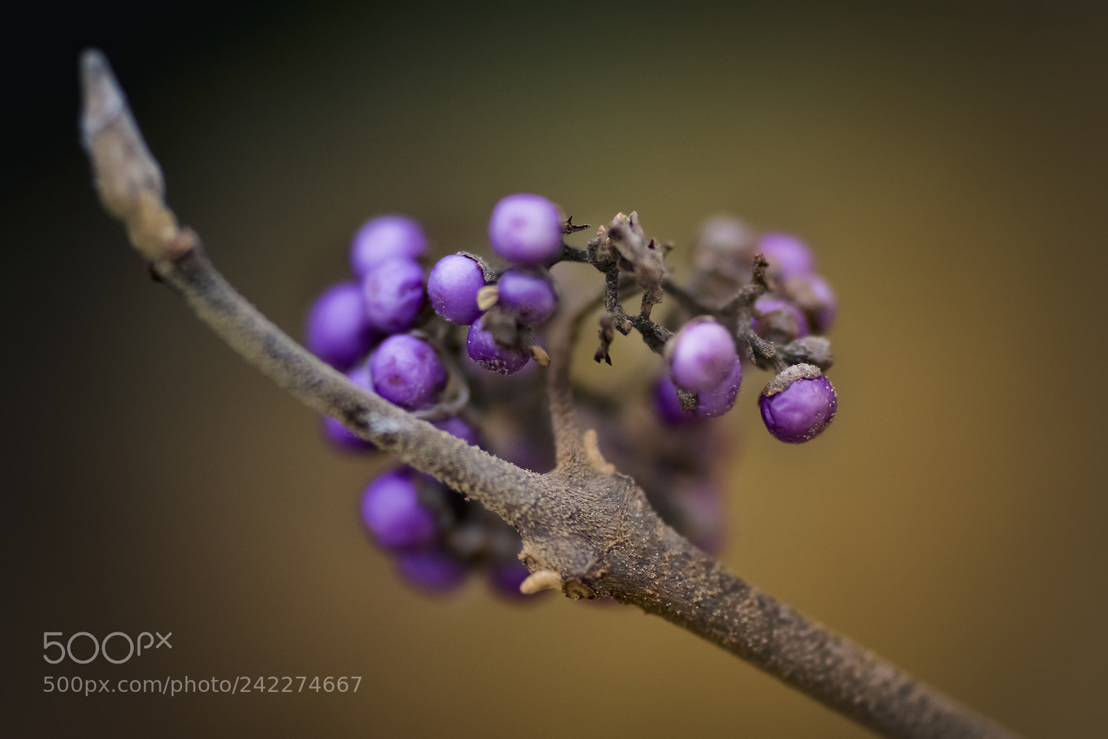 Nikon D7100 sample photo. Dont eat the purple photography