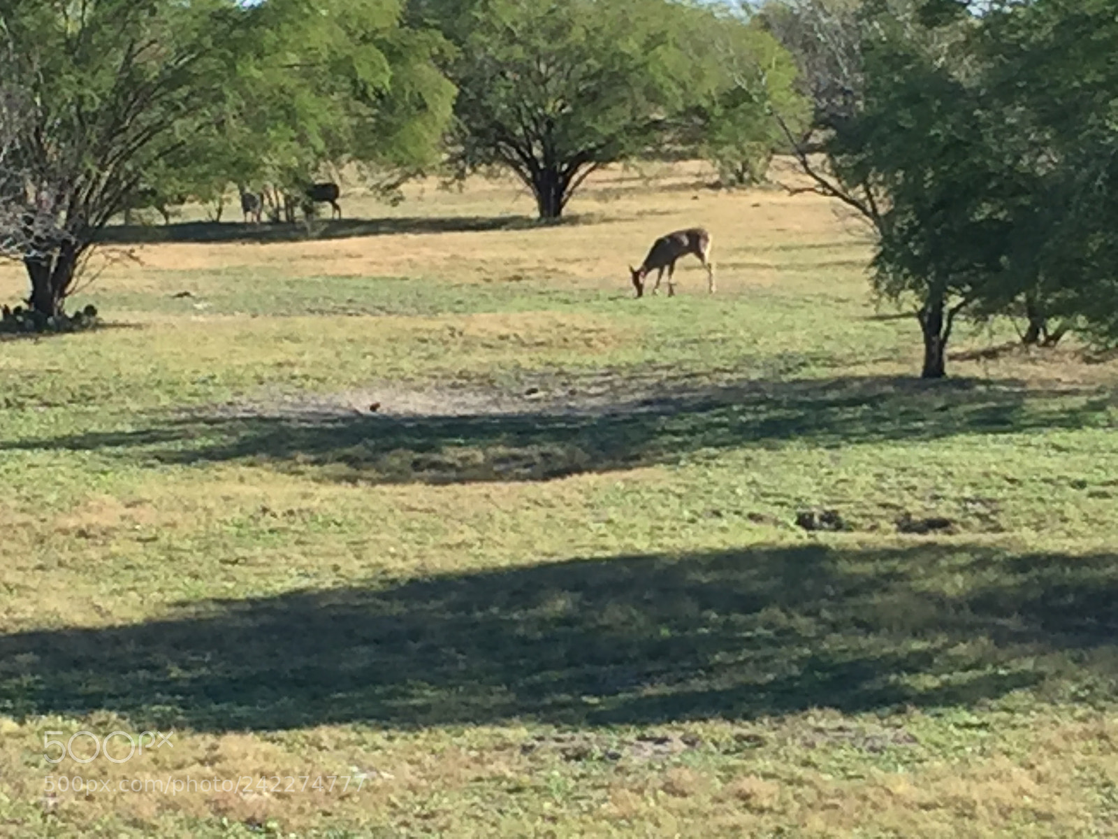 Apple iPhone 6 sample photo. En el campo photography
