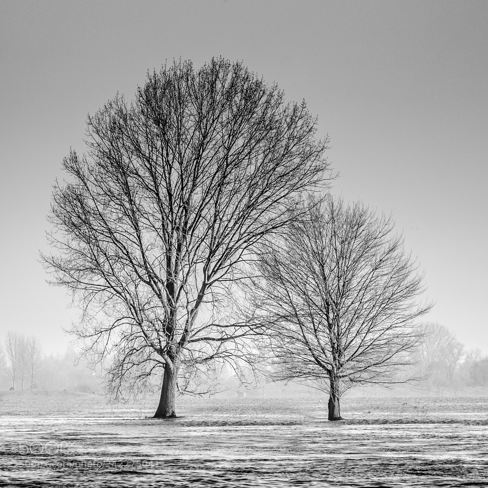 Fujifilm X-T1 sample photo. Two flooded trees photography