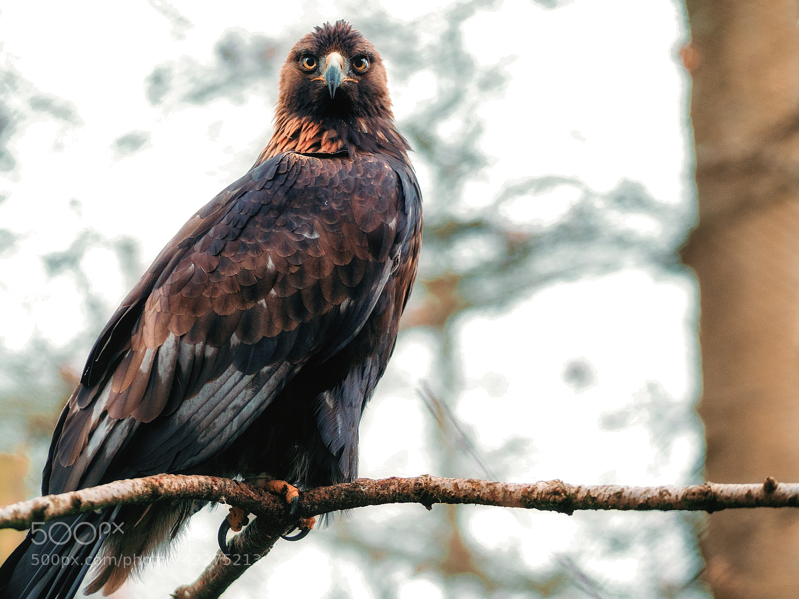 Panasonic Lumix DC-G9 sample photo. Eye contact with an photography