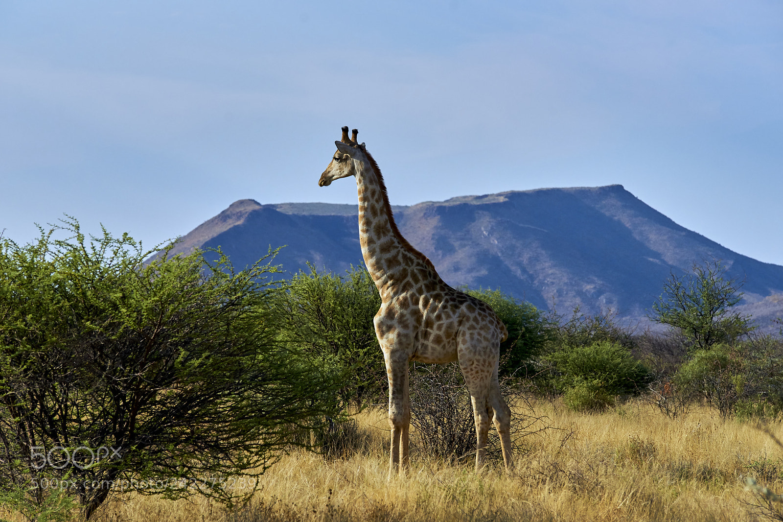 Sony Alpha DSLR-A850 sample photo. Giraffe crossed our way photography