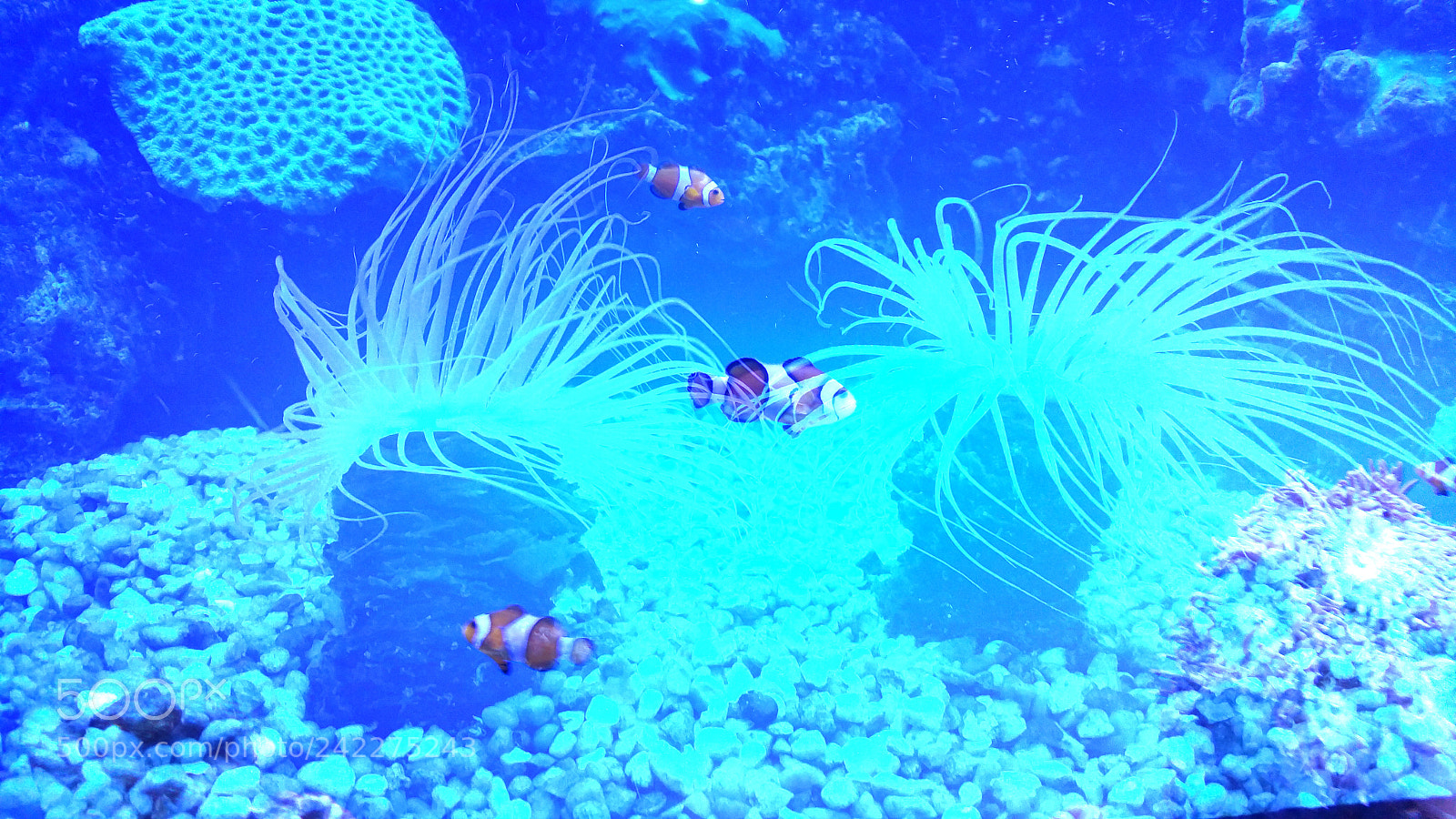 Samsung Galaxy S5 LTE-A sample photo. Double exposure nemo photography