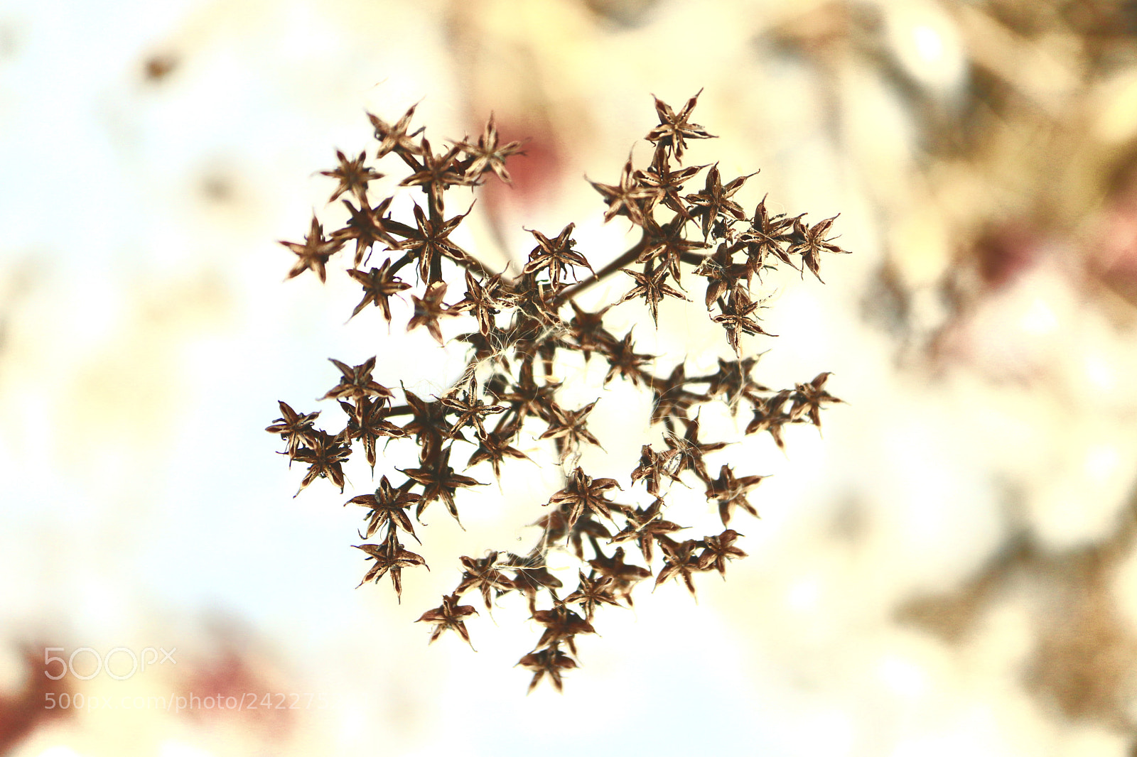 Canon EOS M5 sample photo. Stars photography