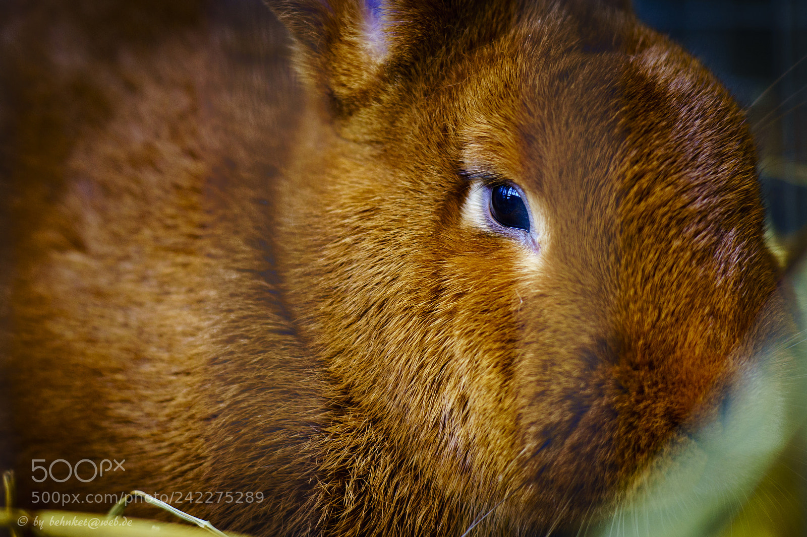Sony a7 II sample photo. Rabbit photography