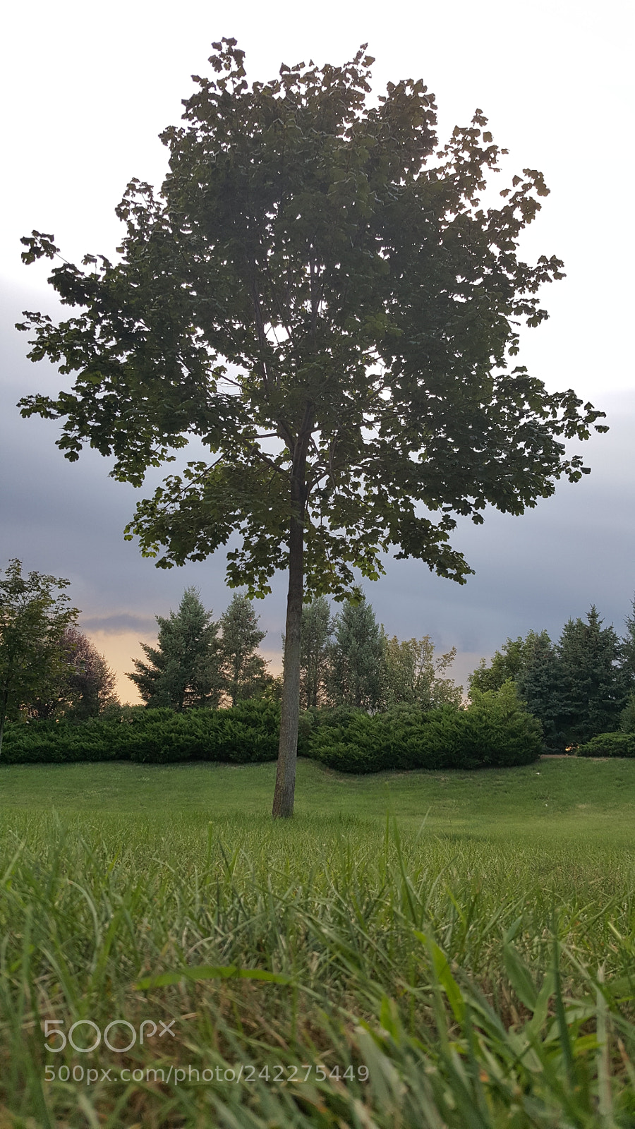 Samsung Galaxy Note5 sample photo. 20160813_192535.jpg photography