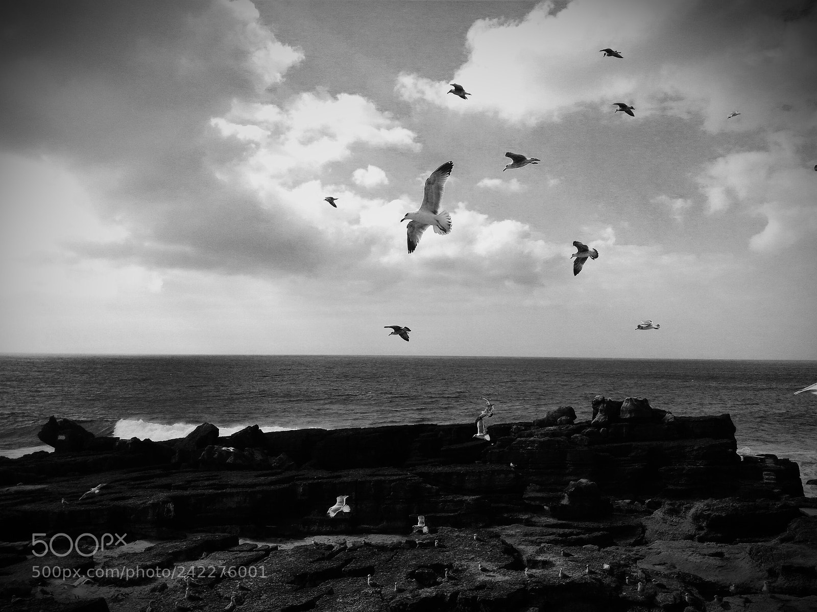 ASUS ZenFone 2 (ZE551ML) sample photo. Seagulls flying photography