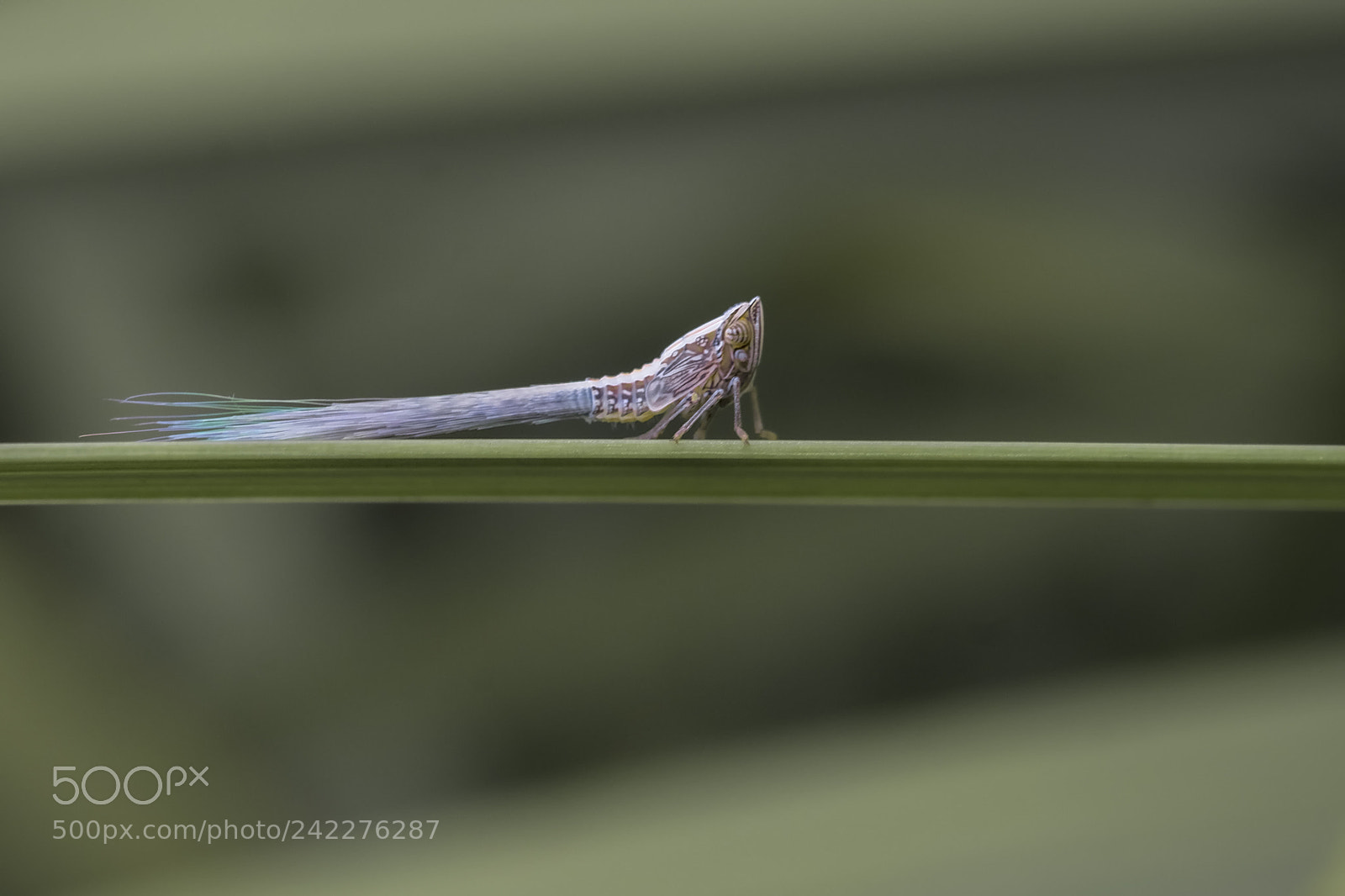 Fujifilm X-T2 sample photo. Microscopic subject photography