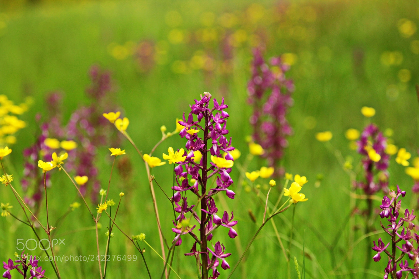 Canon EOS 60D sample photo. Meadow flowers photography