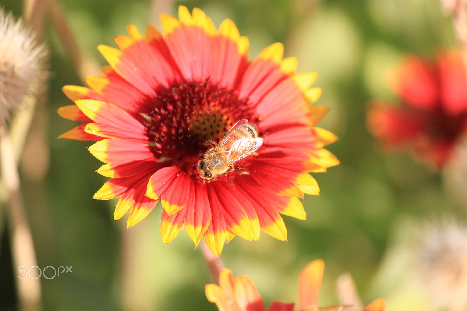 Canon EF-S 55-250mm F4-5.6 IS sample photo. Flower photography