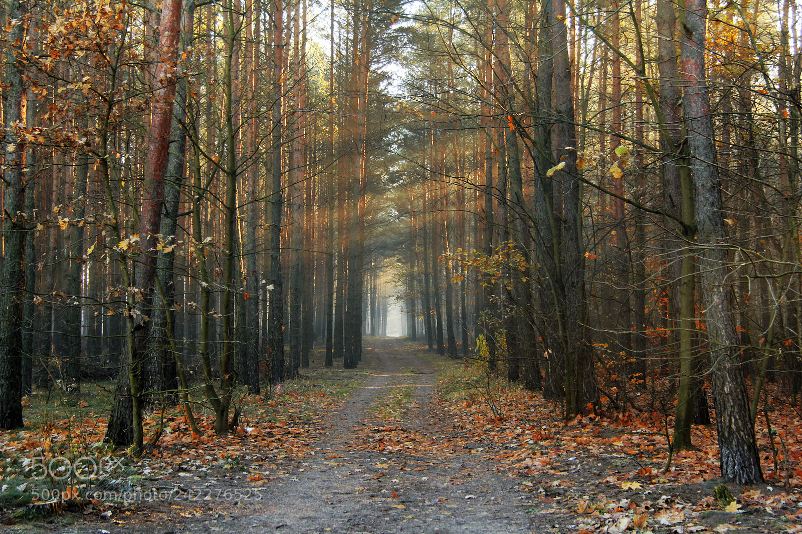 Canon EOS 60D sample photo. Next to my home <3 photography
