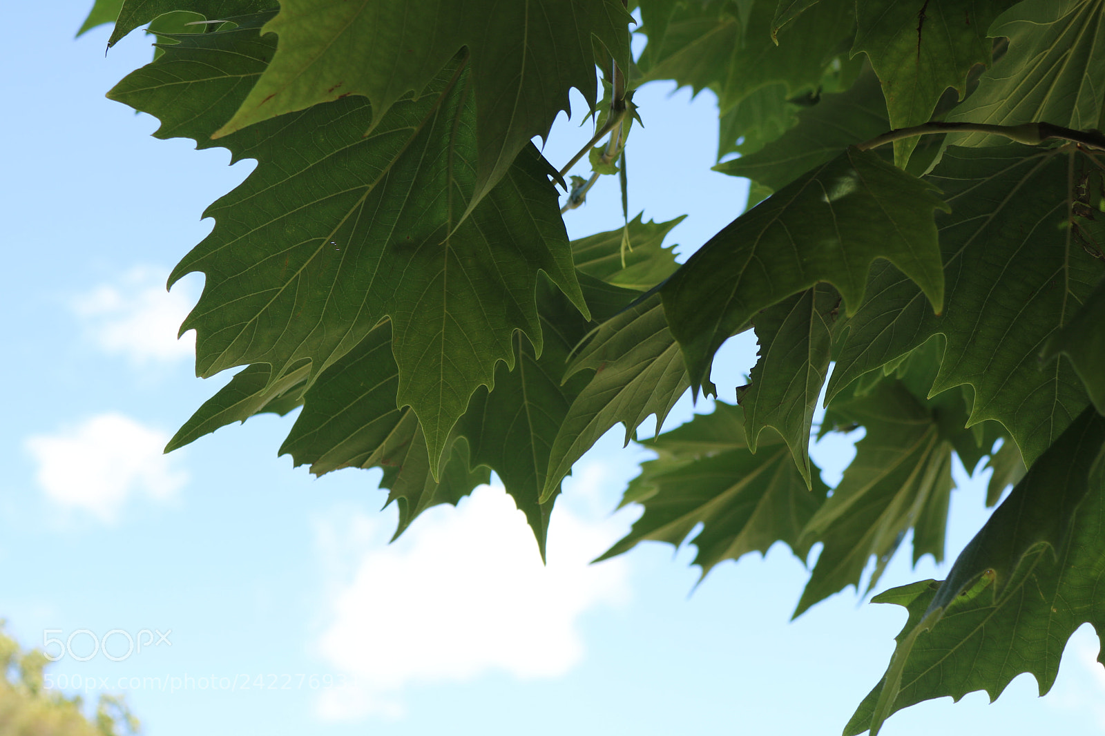 Canon EOS 750D (EOS Rebel T6i / EOS Kiss X8i) sample photo. Img photography