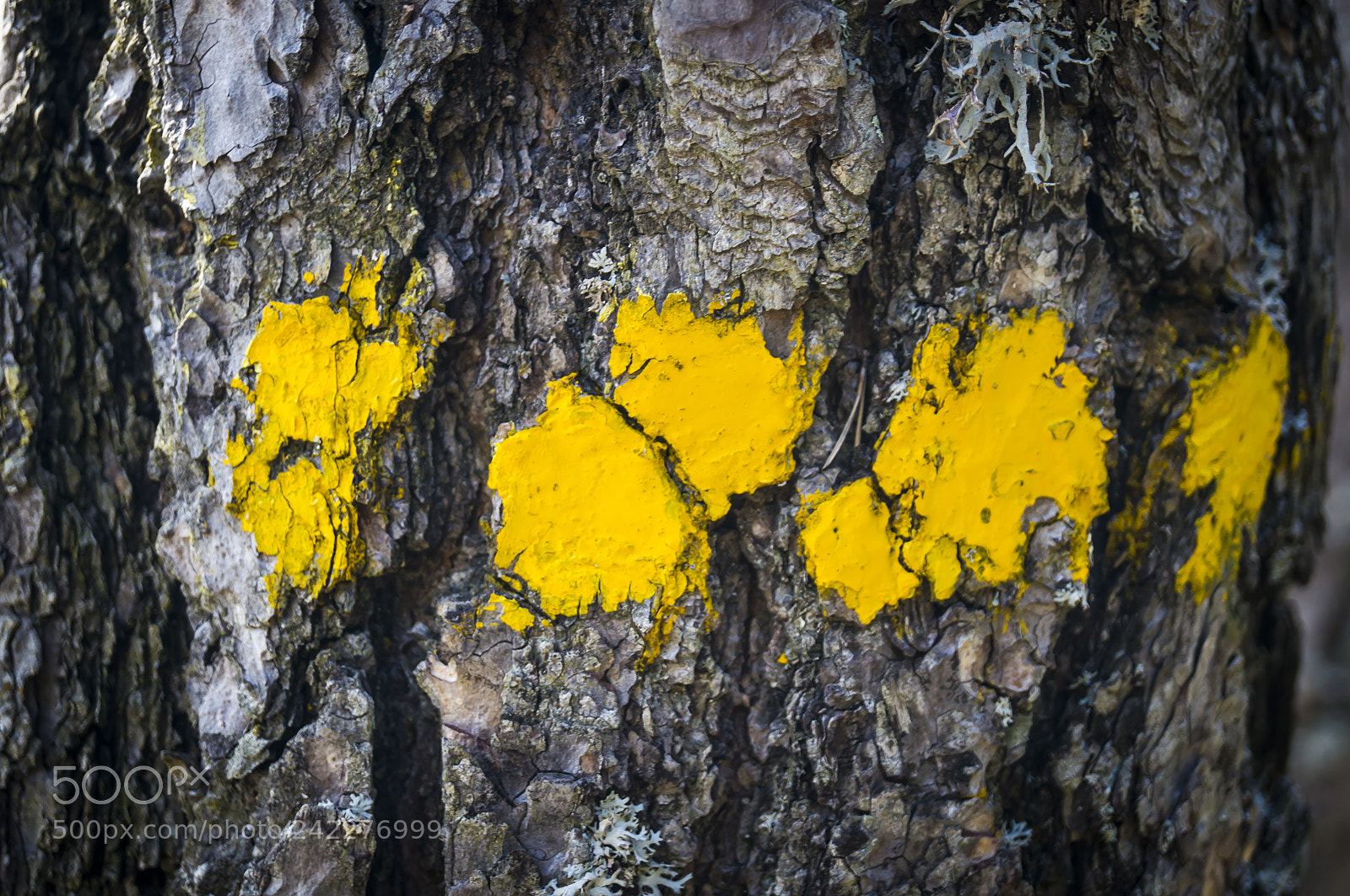 Sony SLT-A57 sample photo. Yellow mark photography