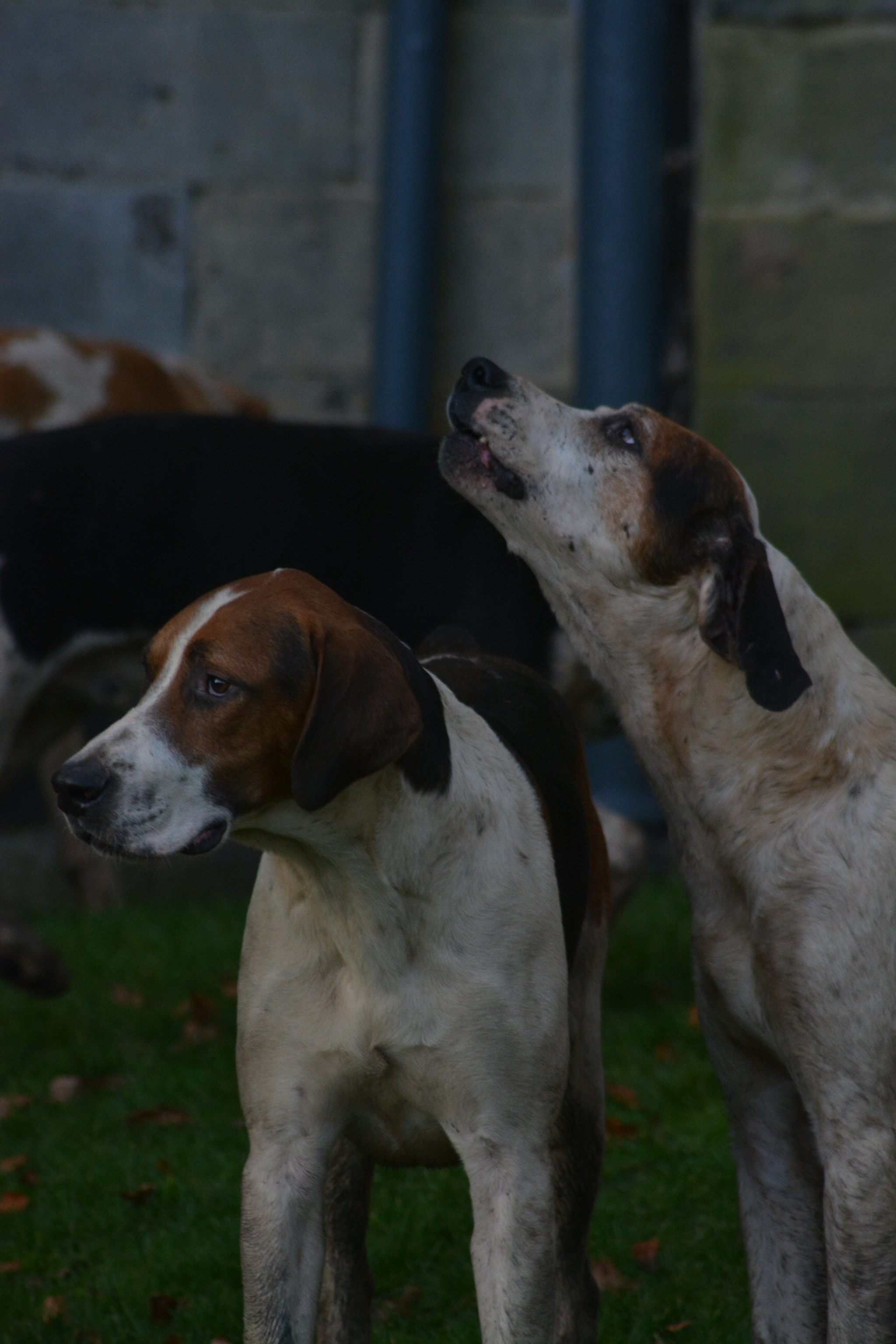 Sigma 70-300mm F4-5.6 APO DG Macro sample photo. Hounds photography