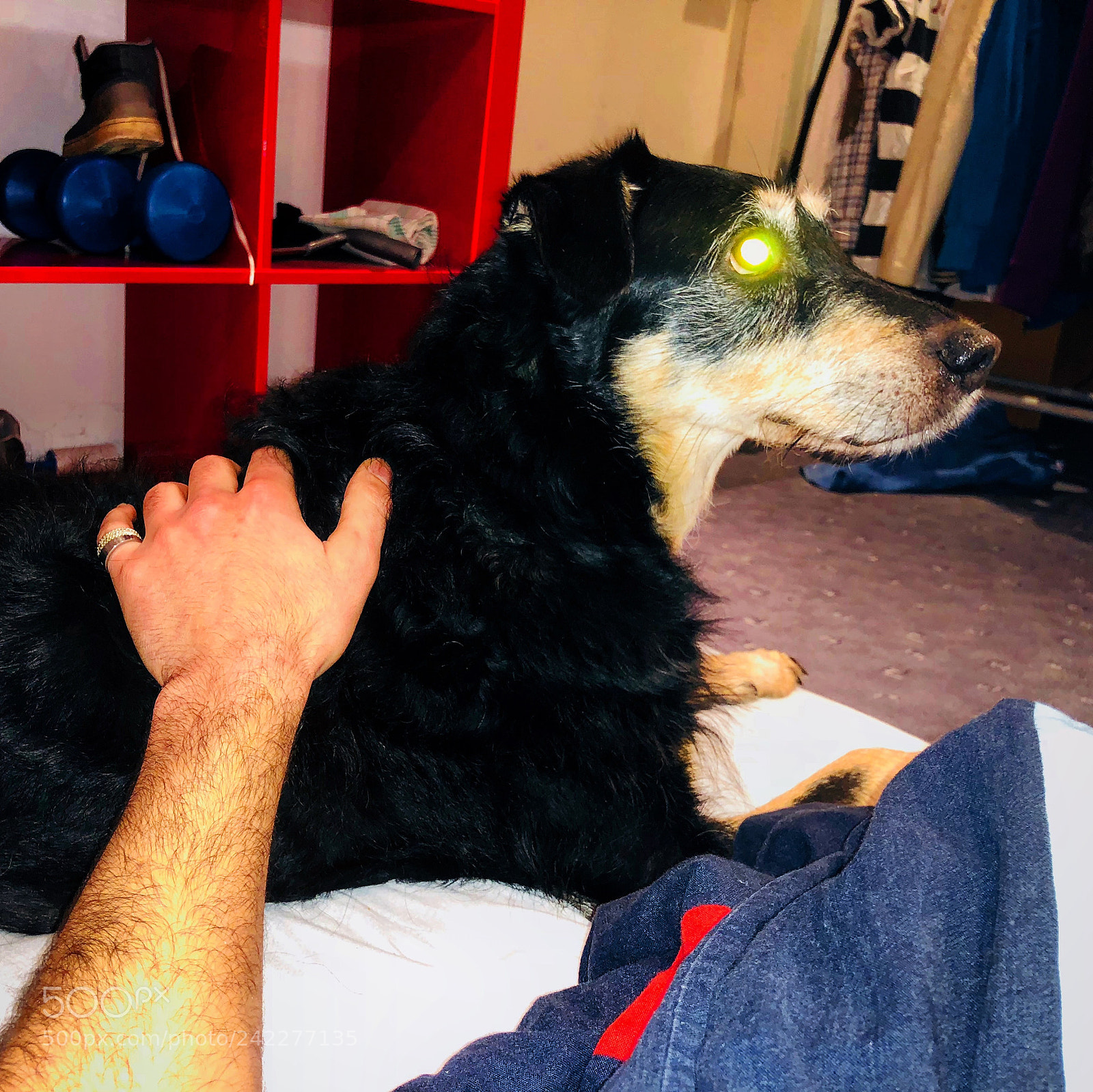 Apple iPhone X sample photo. #gog #dog photography