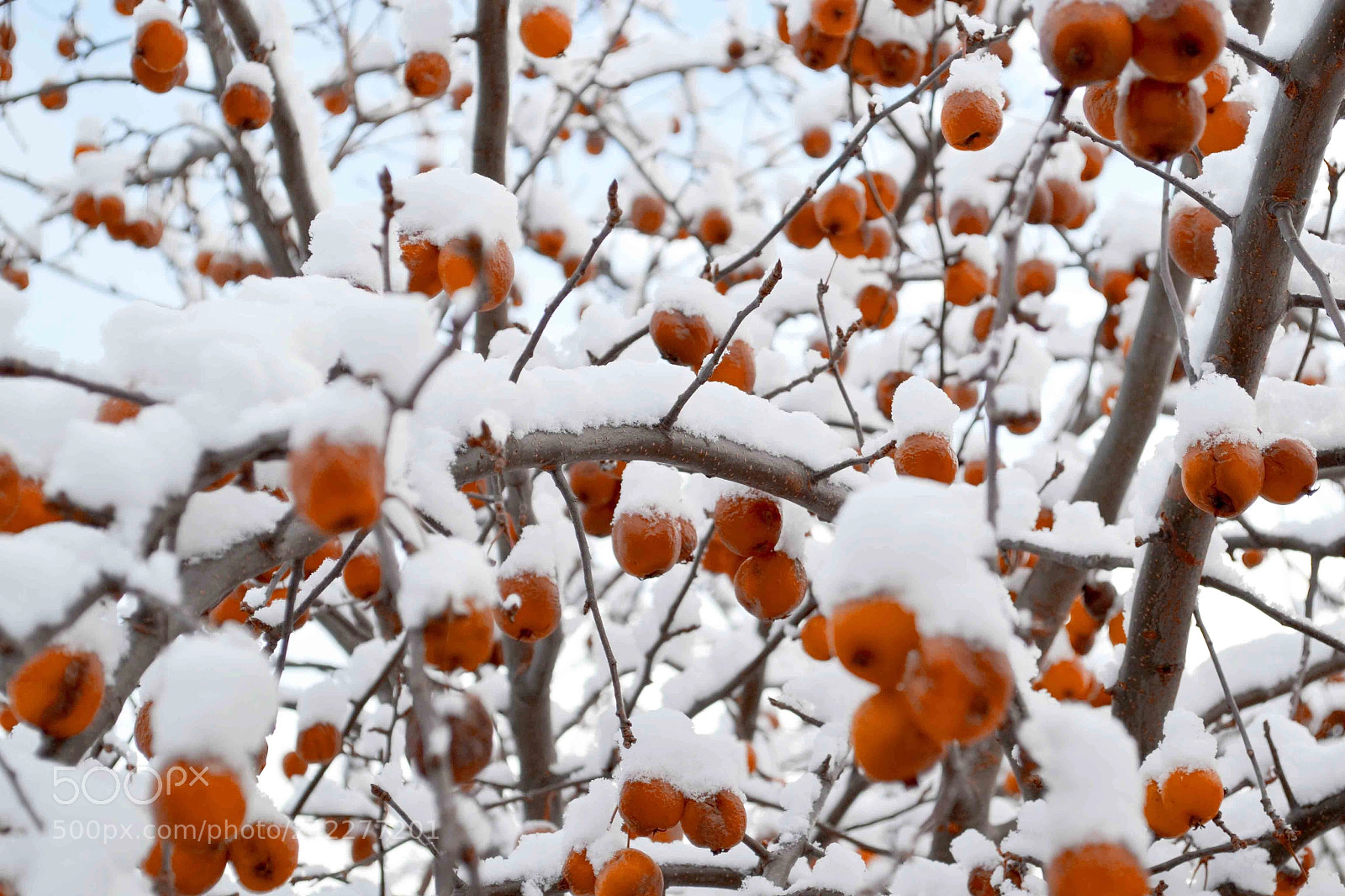 Nikon D3100 sample photo. Snow on fruit tree photography