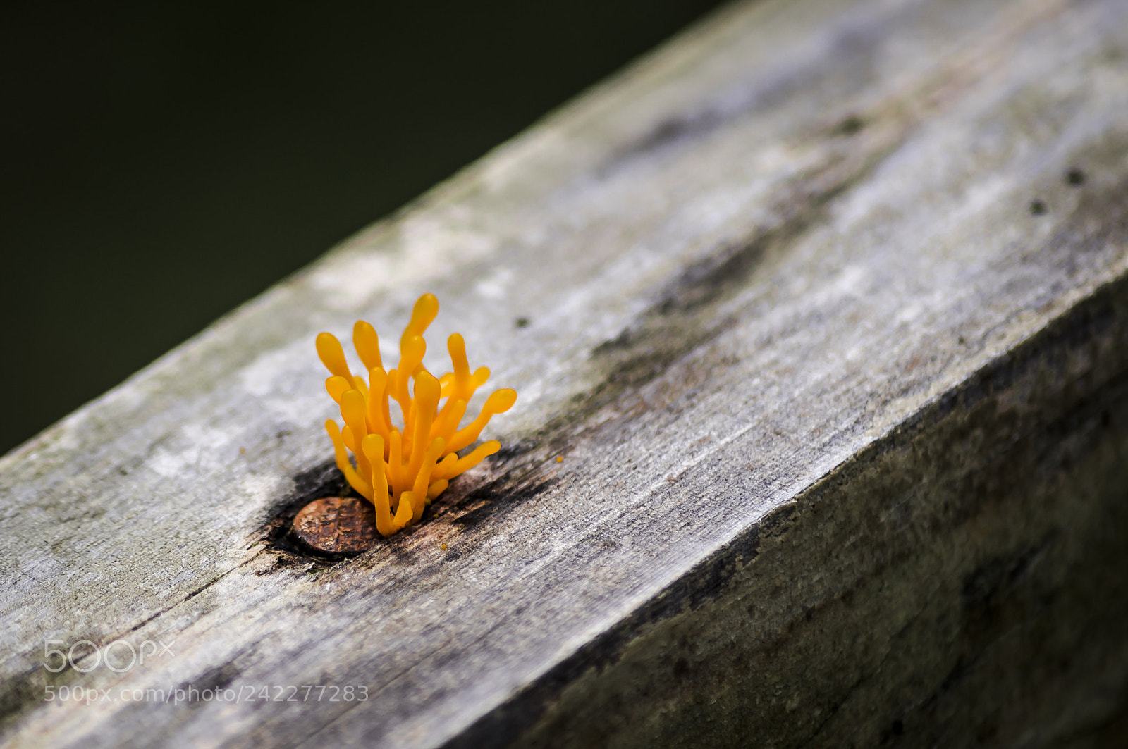 Sony SLT-A57 sample photo. Living nail photography