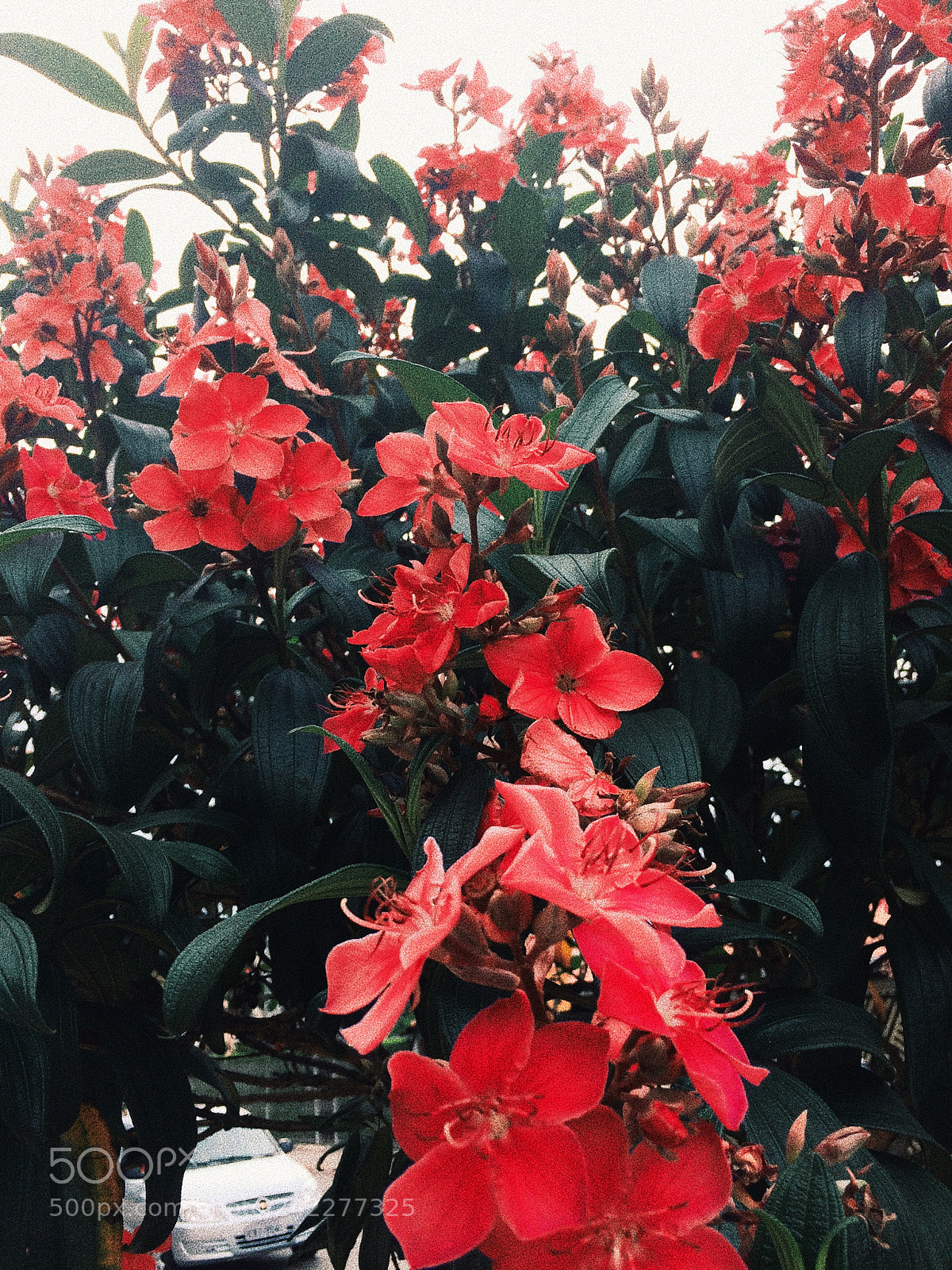 Apple iPhone 5s sample photo. Processed with vsco with photography