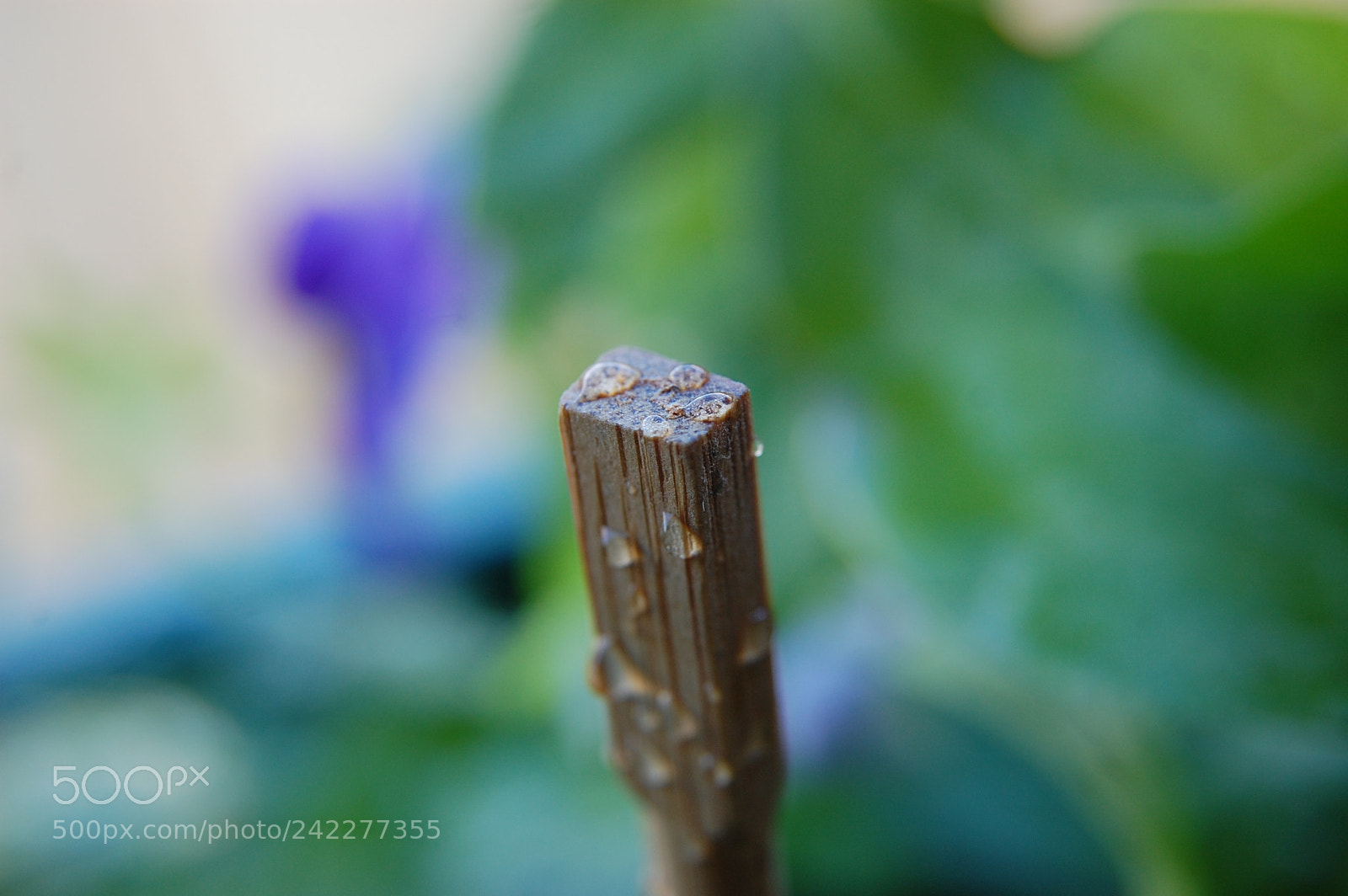 Nikon D40 sample photo. Chopstick wet photography