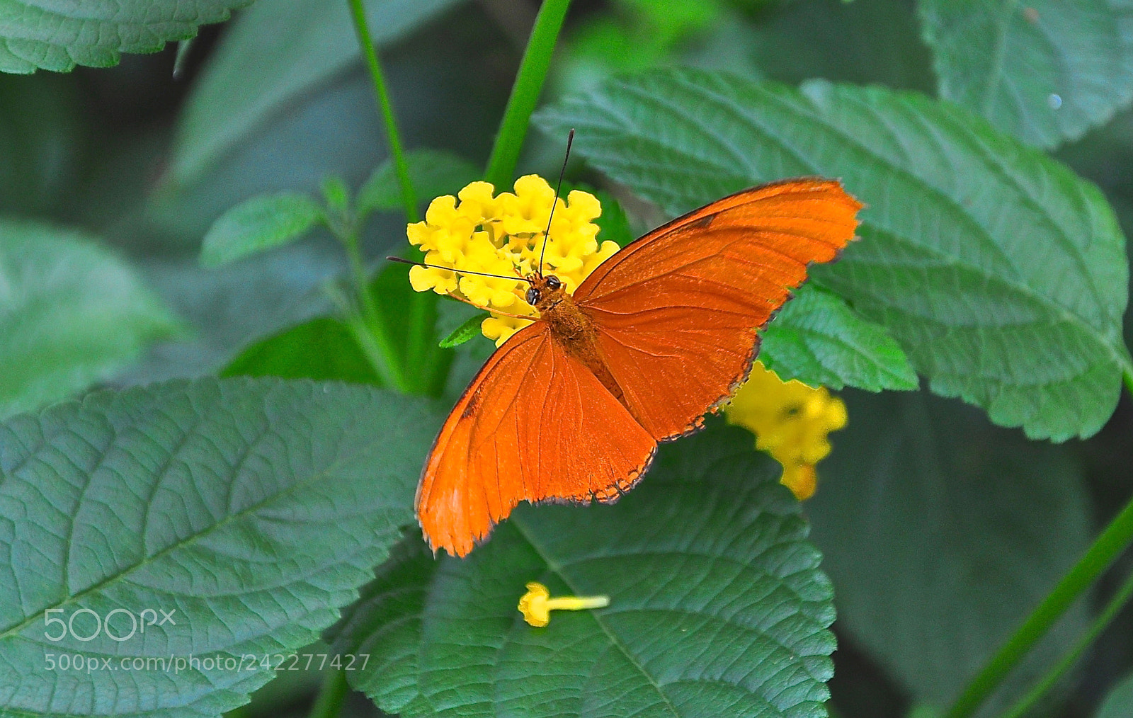 Nikon D90 sample photo. Butterfly photography