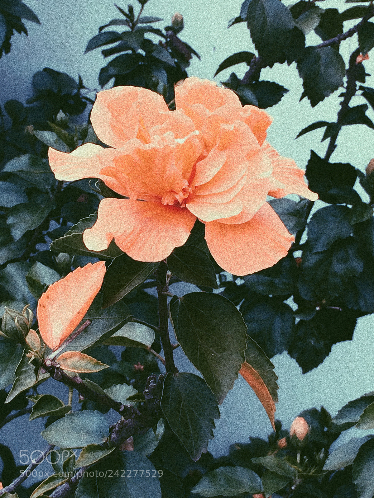 Apple iPhone 5s sample photo. Processed with vsco with photography