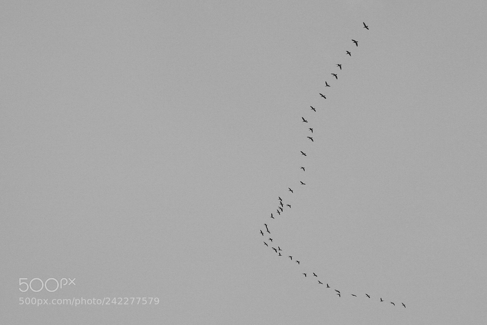 Canon EOS 40D sample photo. Bird flock photography