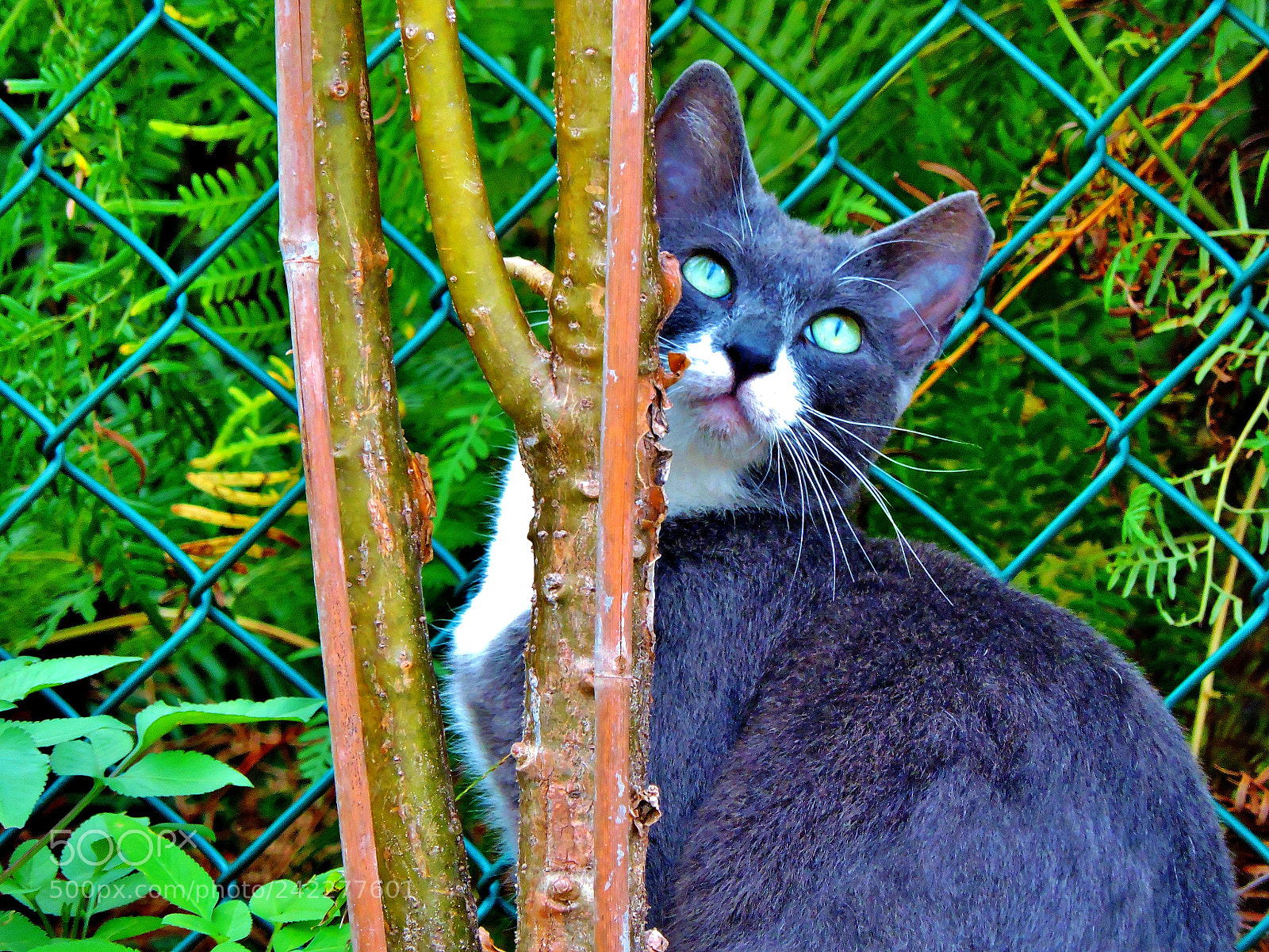 Nikon Coolpix P530 sample photo. Violet photography