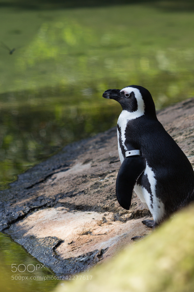 Canon EOS 60D sample photo. Cute pinguin photography