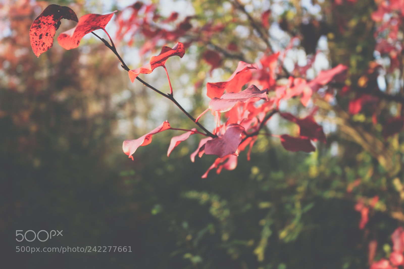 Canon EOS 750D (EOS Rebel T6i / EOS Kiss X8i) sample photo. Warmth photography