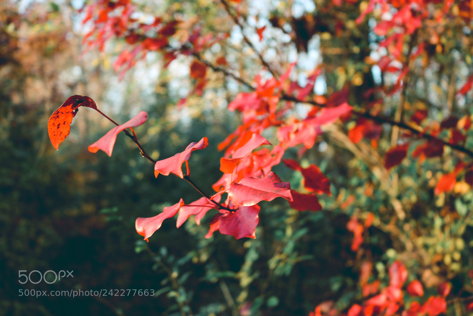 Canon EOS 750D (EOS Rebel T6i / EOS Kiss X8i) sample photo. Warmth photography